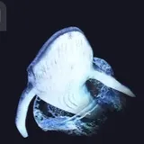 クジラのダイビング